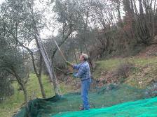 Récolte olives